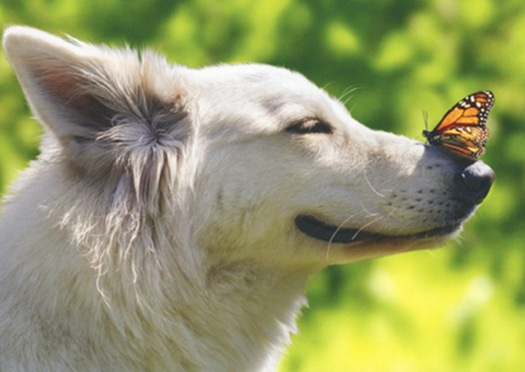 Avanti Press  White Dog with Butterfly on Nose Blank Note Card